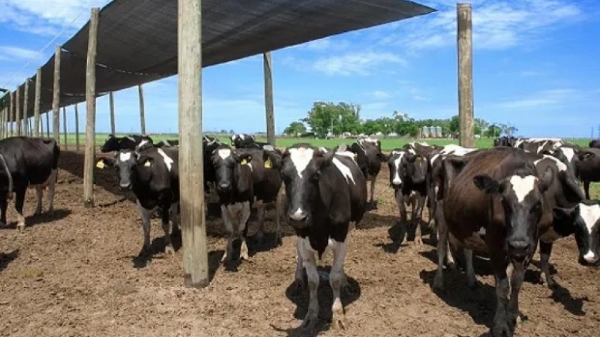 Estrés calórico en vacas lechera: cinco claves para prevenir el impacto de las altas temperaturas
