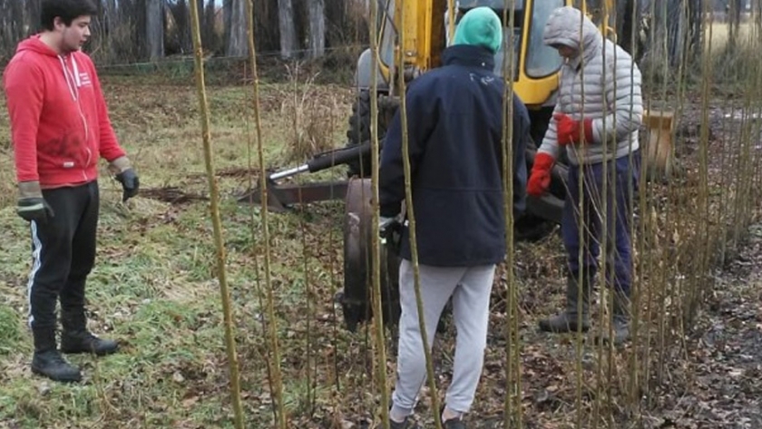 Sarmiento: Provincia comenzó la cosecha de salicáceas para cortinas forestales