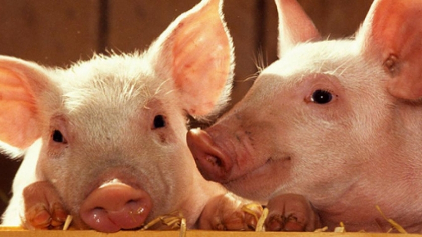 Los cerdos modificados genéticamente son resistentes al virus del PRRS
