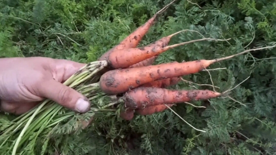 Cómo sembrar papa y zanahoria: el dúo ideal para cultivar en verano