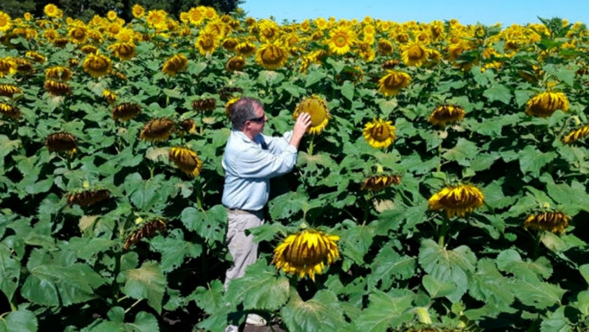 La propuesta de Stoller para la siembra de girasol