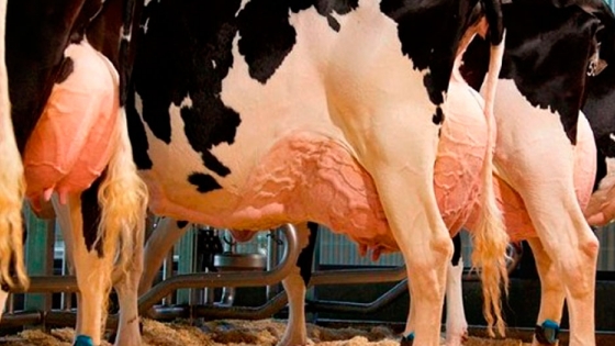 Fonterra se asocia con DSM para reducir las emisiones de metano en las vacas