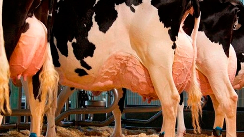 Fonterra se asocia con DSM para reducir las emisiones de metano en las vacas