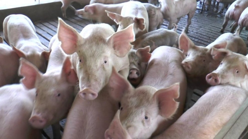 Las exportaciones de cerdo aumentaron un 75% en el primer bimestre de año, pero alertan por una caída de la producción