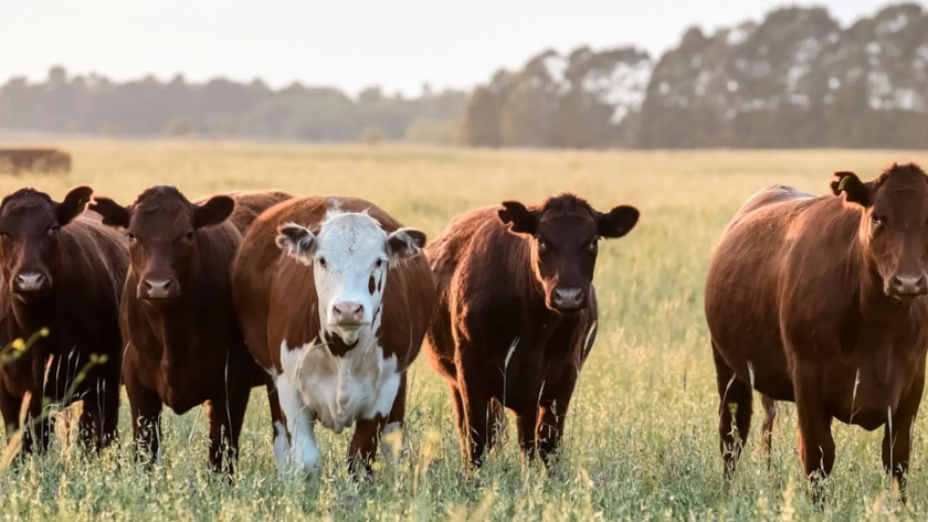 Lanzan el bitcow, una alternativa de inversión en ganadería