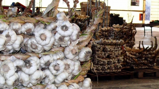 <Medidas para fortalecer la exportación de ajo a Brasil