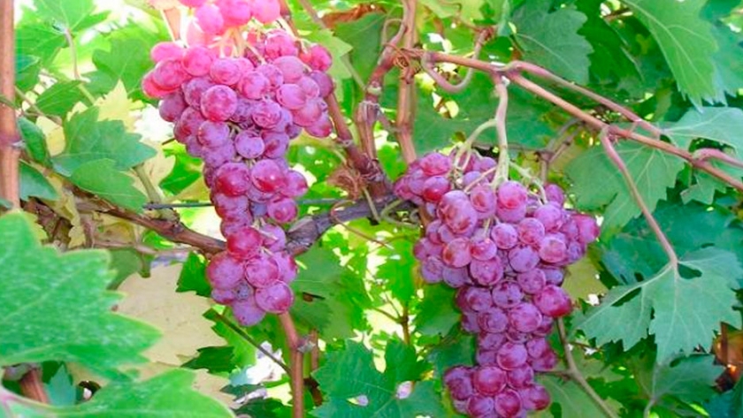 Crean 9 variedades de uvas de mesa  sin semillas