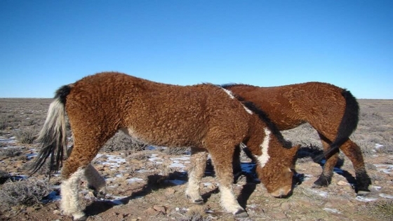 <Los crían en Río Negro y son únicos en Sudamérica: la extraña historia de los caballos con rulos