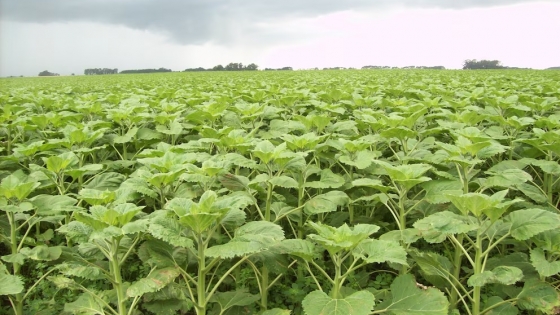 Girasol récord: Argentina proyecta expansión de siembra y máximos históricos de exportación de aceite