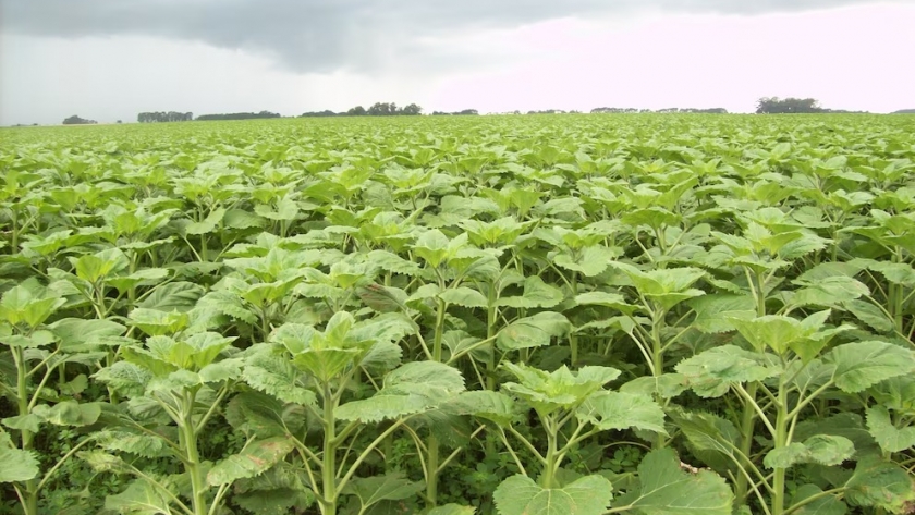 Girasol récord: Argentina proyecta expansión de siembra y máximos históricos de exportación de aceite
