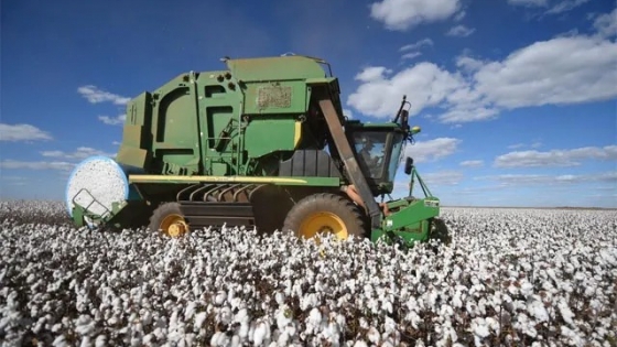 El algodón y el sésamo podrían ganarle espacio al maíz fuera de temporada en Brasil