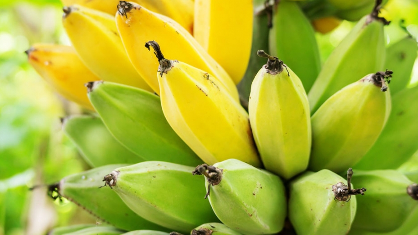 Bananeros proyectan mejorar exportación con crédito estatal