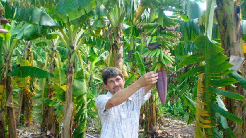 Piden precio mínimo de referencia obligatorio para banana