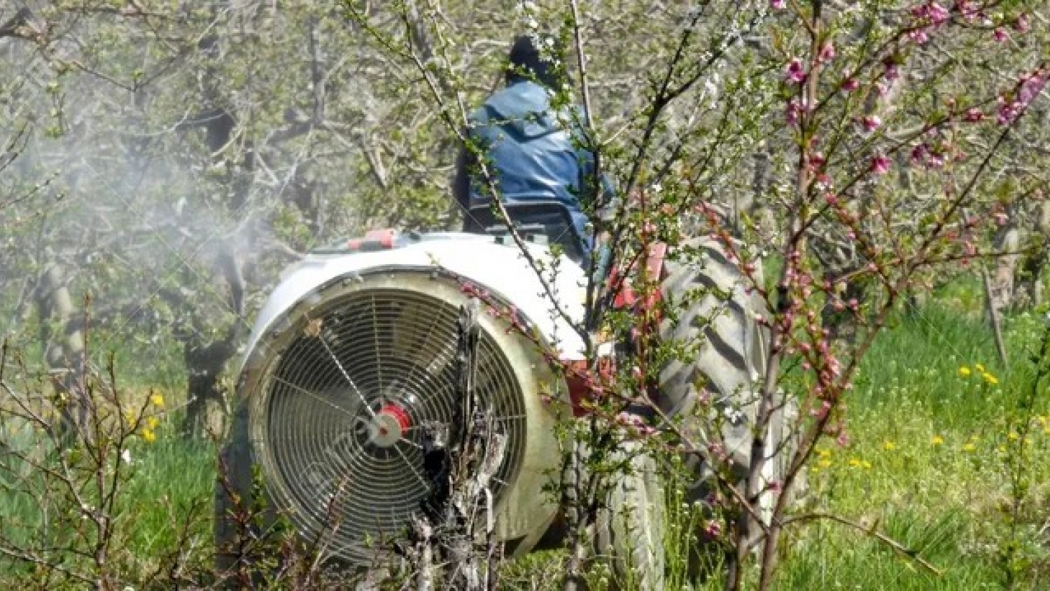 La Union Europea endurece los límites de pesticidas y obliga a “residuo cero” en frutas desde 2026