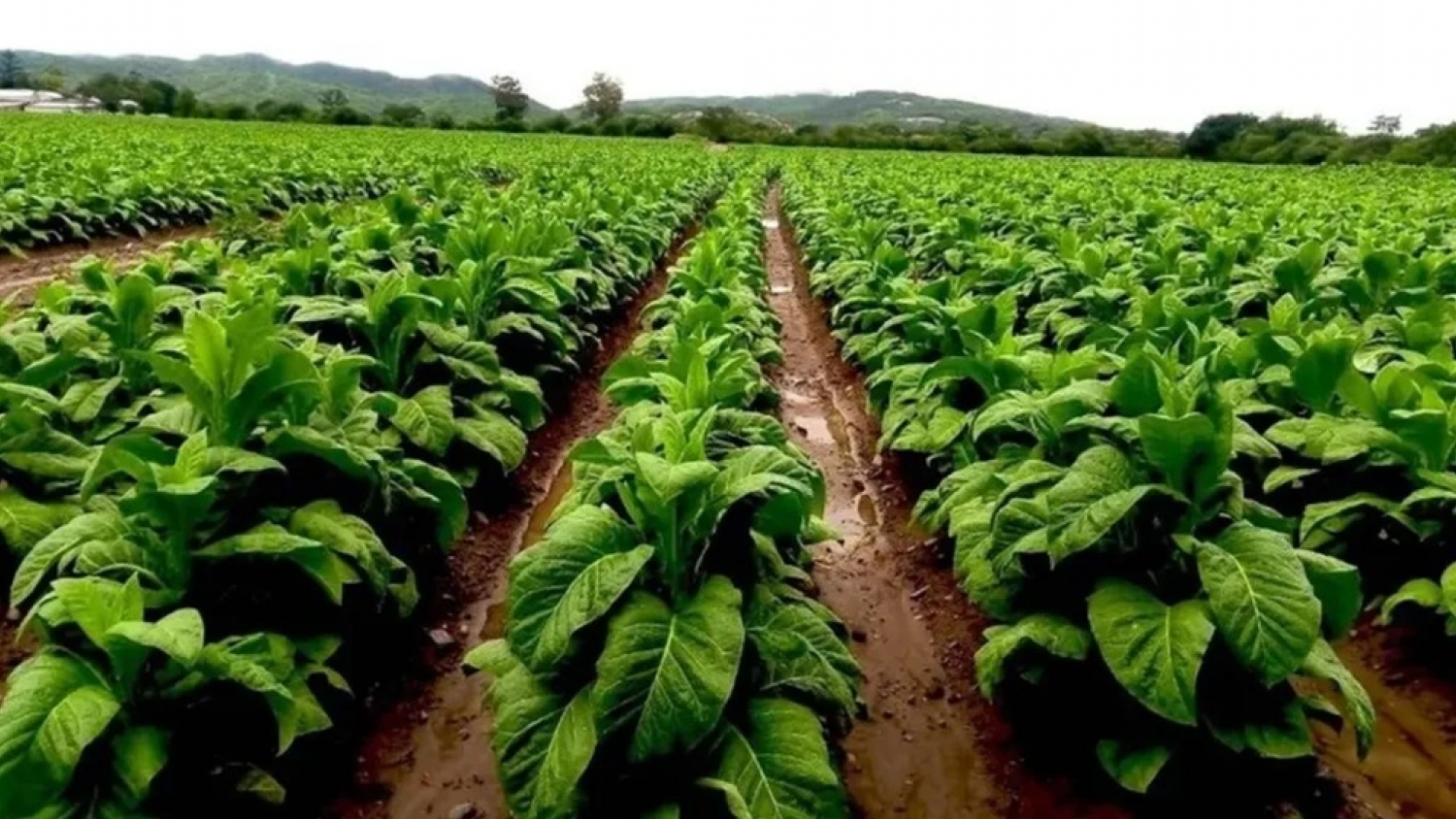 Jujuy anticipa un pago de $100.000 por hectárea para productores tabacaleros