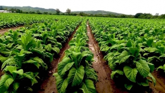 Jujuy anticipa un pago de $100.000 por hectárea para productores tabacaleros