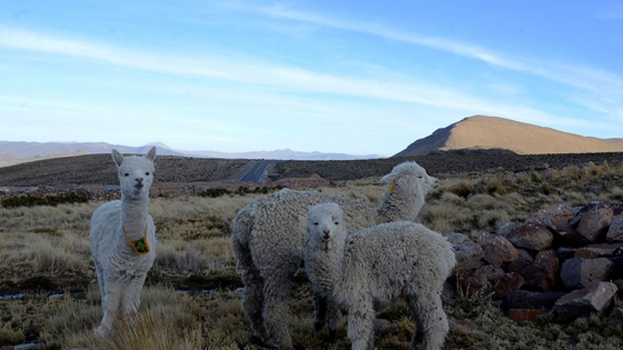 Producción de fibra de alpaca, ejemplo de sostenibilidad