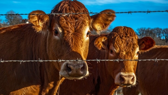 Eliminación de retenciones a las vacas: un impulso para la ganadería y la economía Argentina