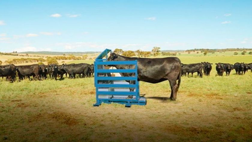 Optiweigh desarrolló una sistema que permite pesar el ganado a campo