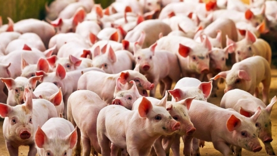 Efluentes porcinos y soja: ocho años de ensayos en Córdoba muestran mejoras sostenidas en rindes y calidad del suelo