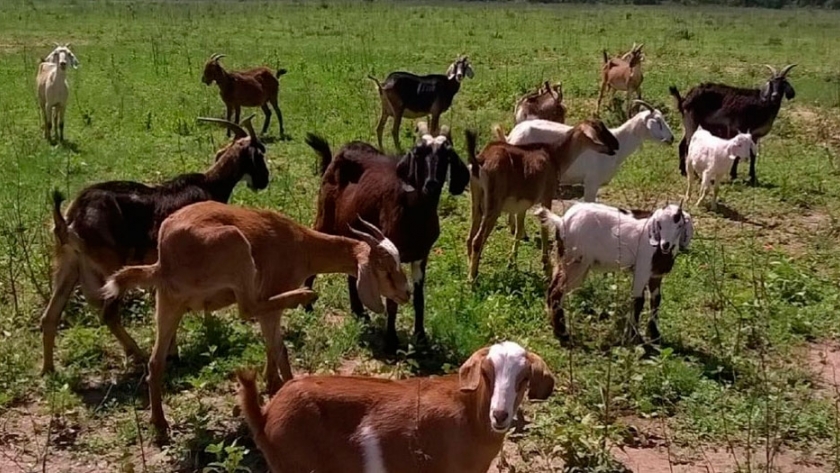 Se presentó un proyecto de ley para desarrollar la actividad ovina y caprina