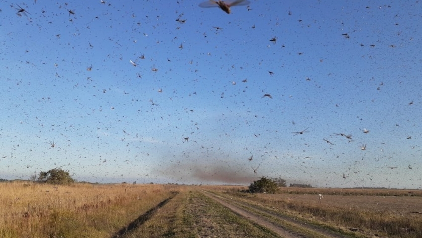 Plaga de langostas en Córdoba: situación actual y medidas de control