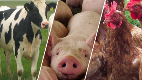 Mientras cae la faena de vacas, las producciones de cerdos y pollos se proyectan con récords