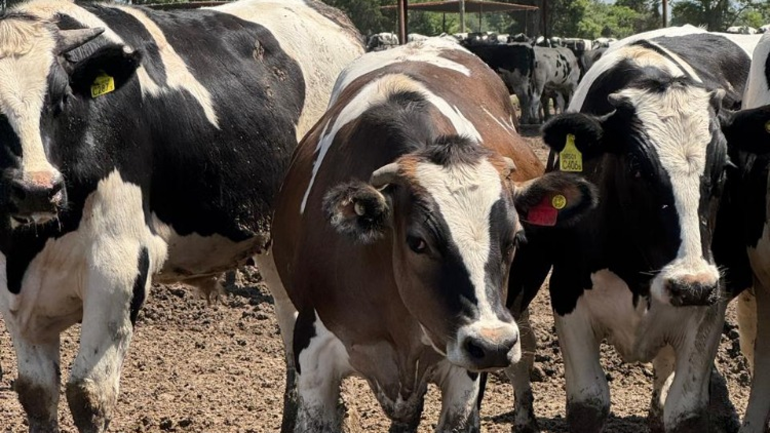 El ternero Holando deja de ser un descarte y se consolida como una alternativa rentable para producir carne