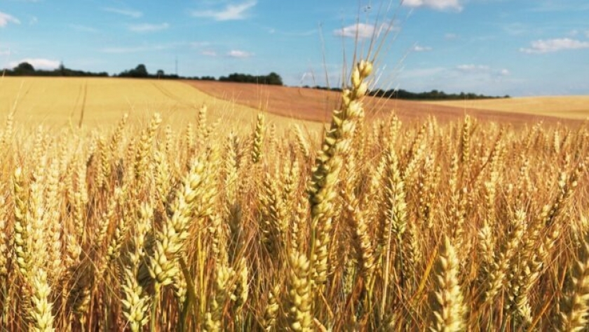 Desafíos climáticos para la producción de trigo
