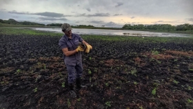 Ambiente continúa las tareas de control y rescate de fauna en Corrientes