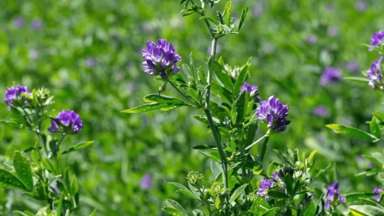 Impulsan la creación del Día Mundial de la Alfalfa para destacar su valor productivo y ambiental