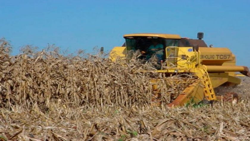 Ya se recolectó el 97,4% del área apta de maíz en todo el país con un rinde medio de 82 qq/ha