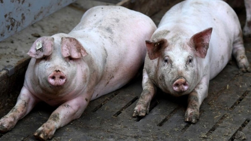 Transforman residuos de la producción porcina en abonos orgánicos