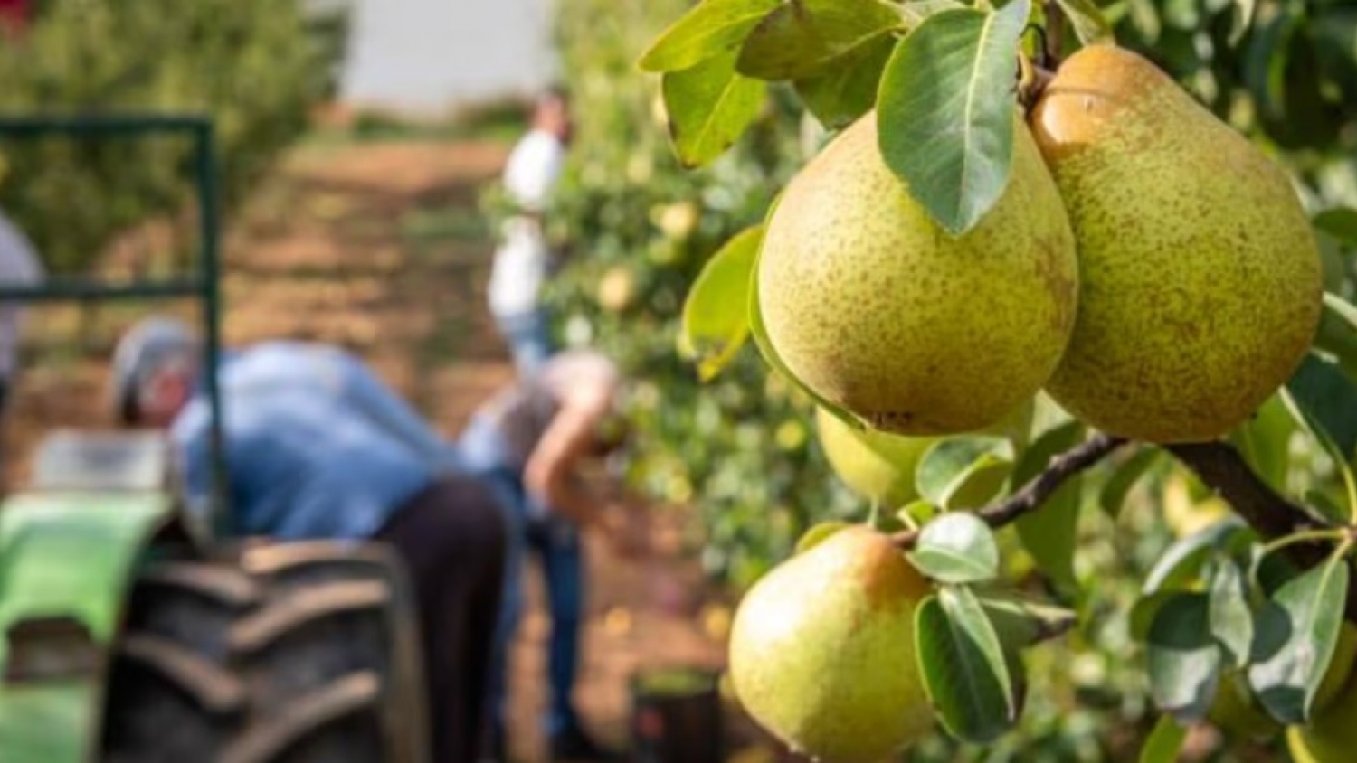 Récord en el Alto Valle: la cosecha 2025 de peras y manzanas creció 9% y marca el mejor resultado de los últimos cinco años