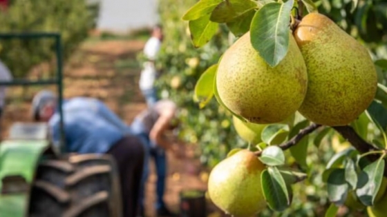 Récord en el Alto Valle: la cosecha 2025 de peras y manzanas creció 9% y marca el mejor resultado de los últimos cinco años