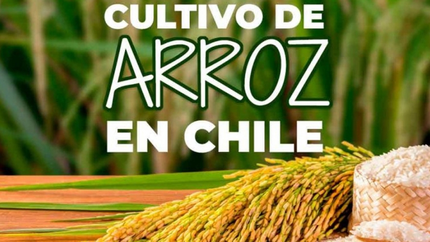 Presente y perspectivas futuras del cultivo del arroz en Chile