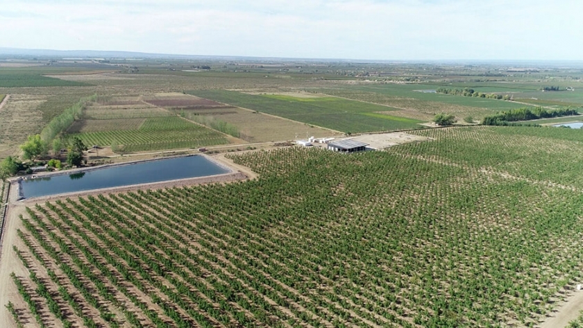Invierten US$ 2,1 millones en una planta de secado de nueces para exportación en Mendoza