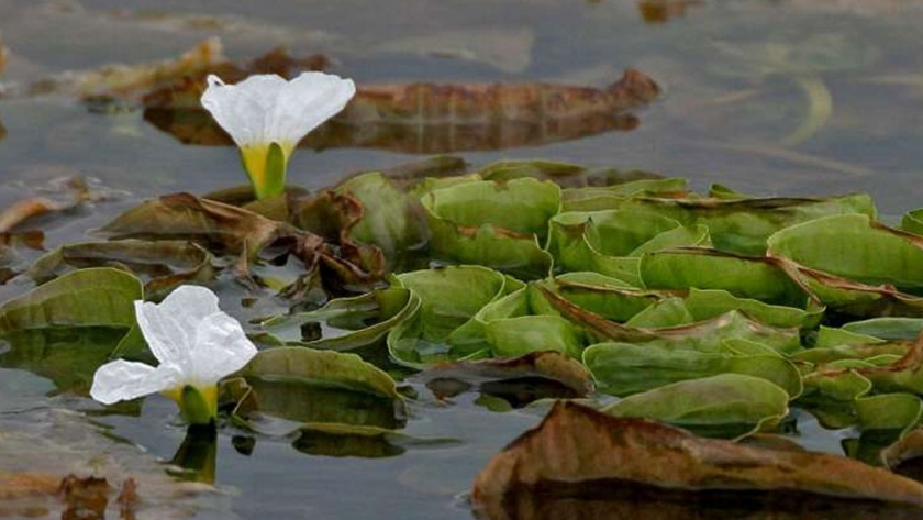 ¿Cómo responden las plantas acuáticas a los efectos combinados del cadmio y el dióxido de carbono bajo?