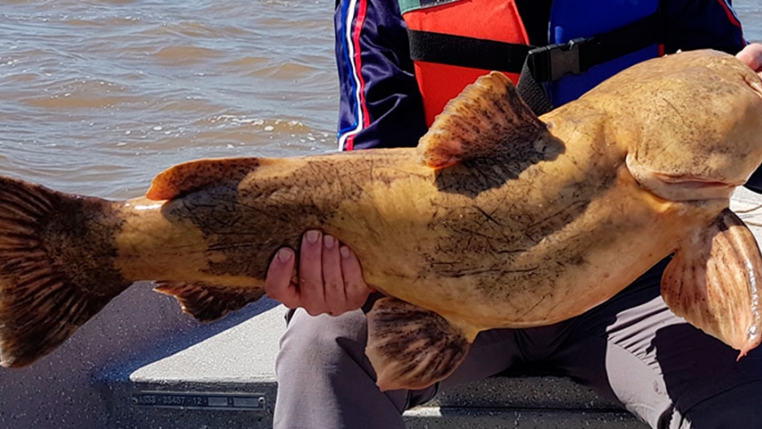 Pesca de Manguruyú (Zungaro zungaro y Paulicea lutkeni)