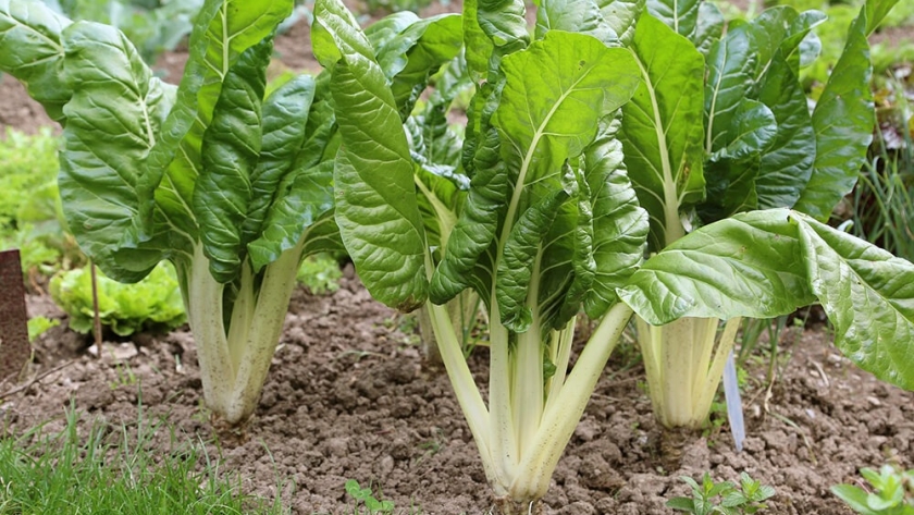 Acelga, una hortaliza versátil y fácil de plantar en la huerta