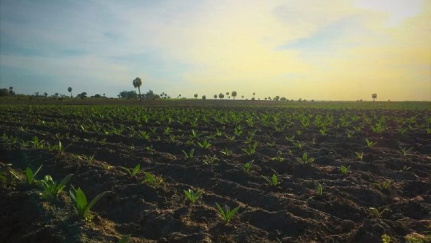 Tabaco ecoamigable: INTA impulsa reducción de fertilizantes químicos
