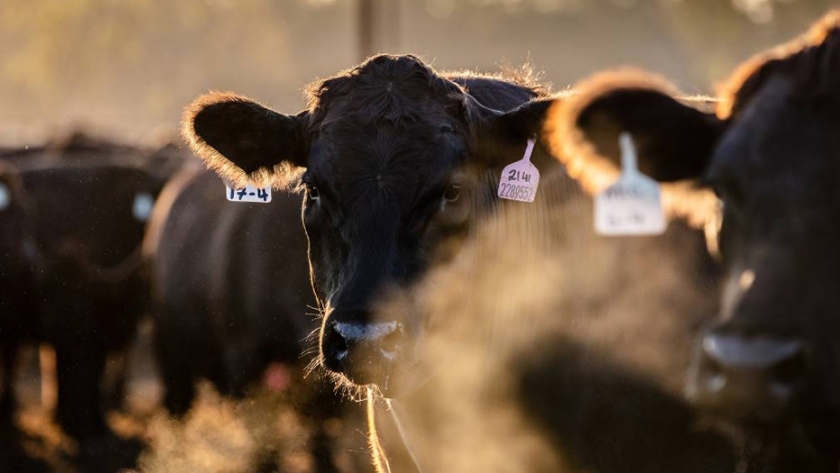 La expansión del corral de engorda se basa en la fe en la creciente demanda mundial