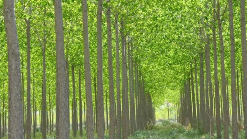Coordinador forestal de INTA es «necesario incorporar los bosques a la matriz productiva»