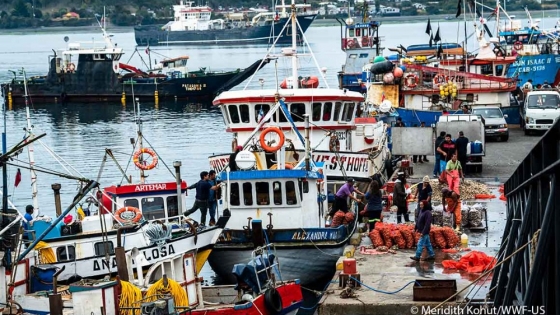 Investors key in reducing illegal seafood production and enhancing traceability systems