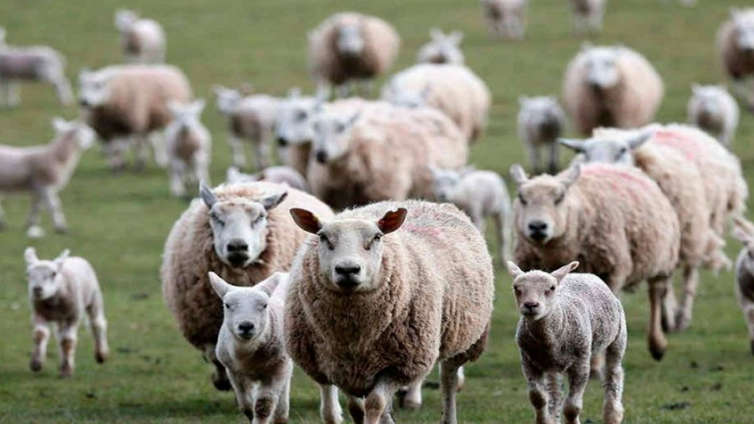 Uruguay vuelve a apostar a la producción de ovinos