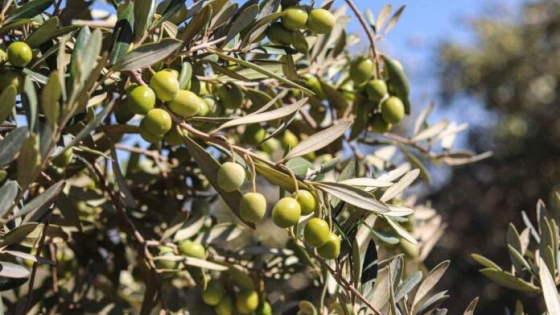 El viaje circular de la aceituna española