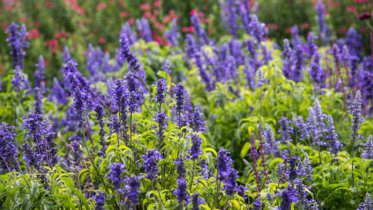 Guía esencial para identificar las salvias más comunes y elegir el mejor lugar para cultivarlas