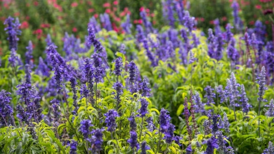 Guía esencial para identificar las salvias más comunes y elegir el mejor lugar para cultivarlas