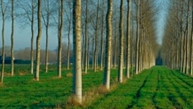 Se licuaron los subsidios forestales a causa de la caída del aporte voluntario realizado por compañías aseguradoras