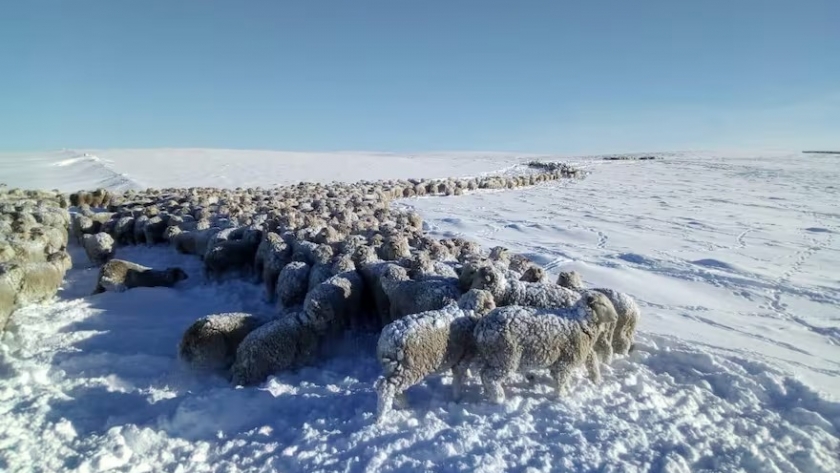 Comenzó una campaña para recibir donaciones para los productores afectados por la nieve en el sur